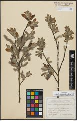 Foto von Salix appendiculata Vill.